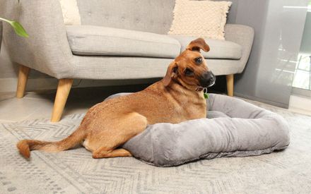 Colchón Ortopédico para perro Paris – Guamba Pets